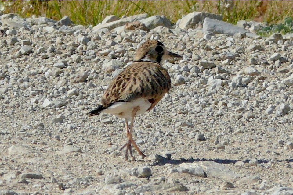 Inland Dotterel (Charadrius australis)